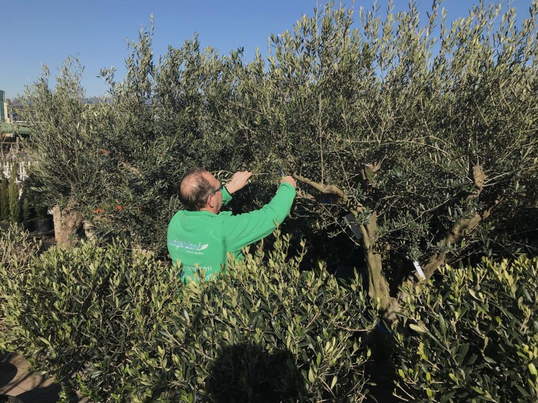 Gutschein im Wert von 200 Euro auf das gesamte Sortiment von Budgetplant.de in Venlo