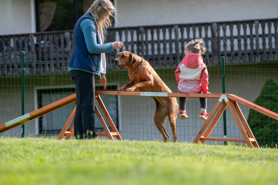 Fellnasen-Special: 3 Übern. für 1 Person mit Hund im Hotel Der Wolfshof im Harz 