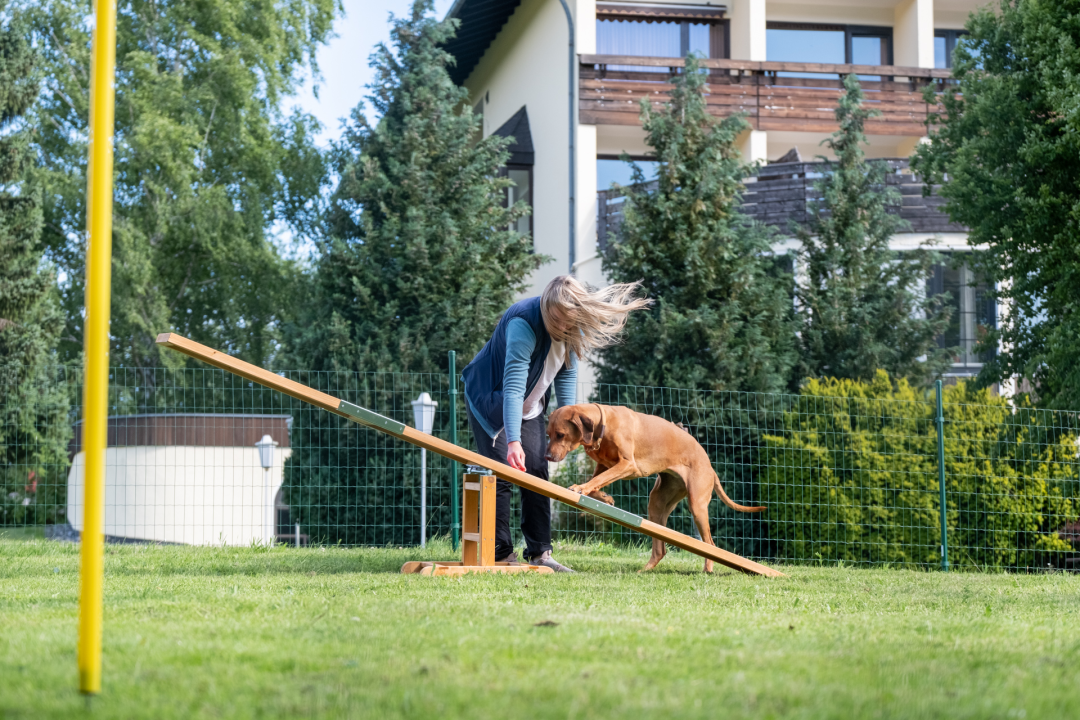 Fellnasen-Special: 3 Übern. für 1 Person mit Hund im Hotel Der Wolfshof im Harz 