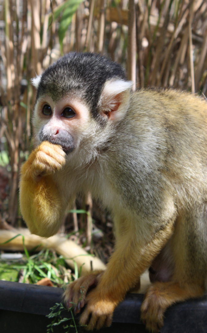 Wertgutschein - Große Familientageskarte (2 Erw. + bis zu 4 Kinder) für den Natur- und Tierpark Brüggen