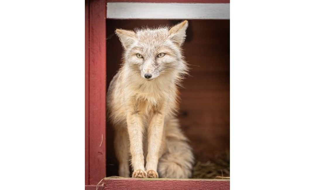 Wertgutschein - Große Familientageskarte (2 Erw. + bis zu 4 Kinder) für den Natur- und Tierpark Brüggen