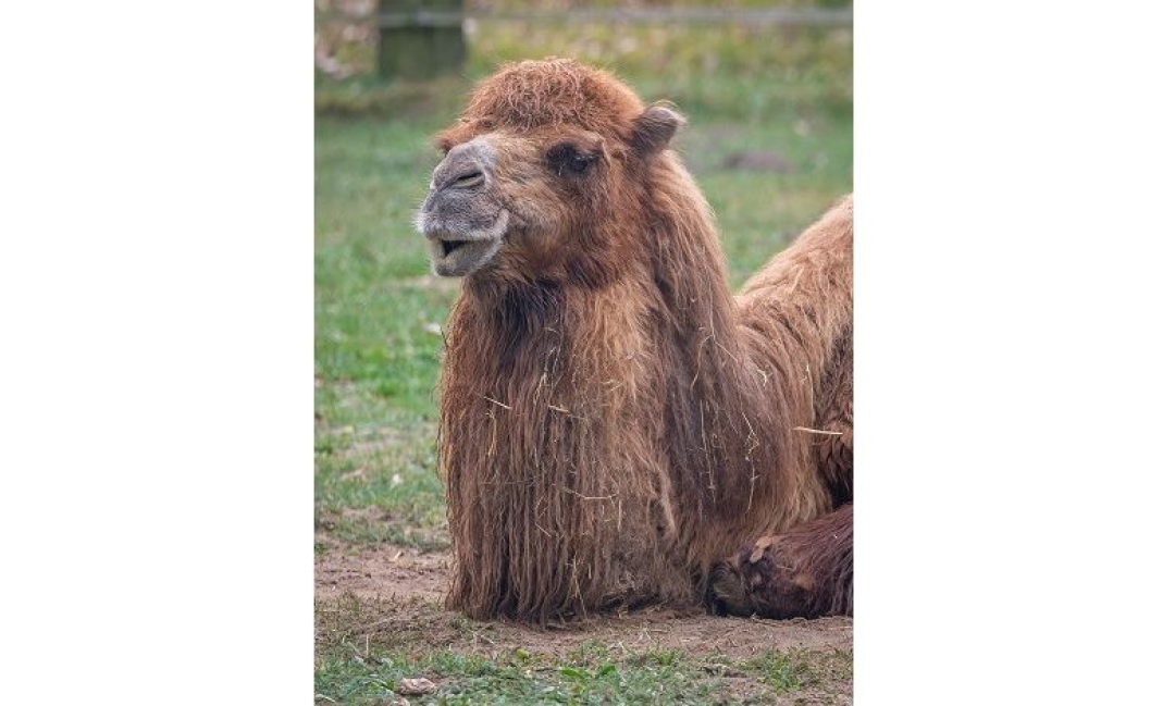 Wertgutschein - Große Familientageskarte (2 Erw. + bis zu 4 Kinder) für den Natur- und Tierpark Brüggen