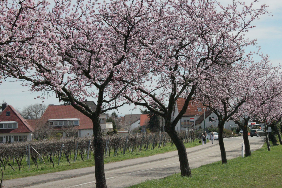 Midweek-Sommer in der Pfalz 5 Übern. für 2 Pers./DZ im Hotel Die kleine Blume