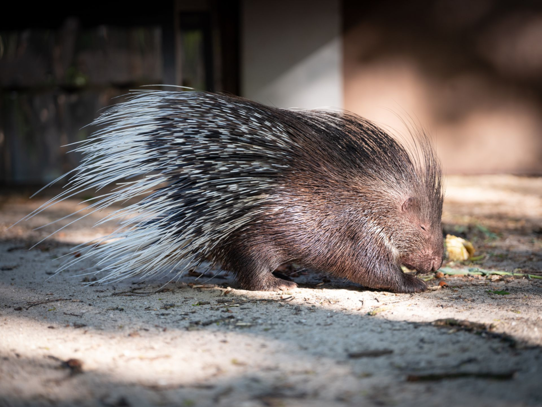 Wertgutschein - Große Familientageskarte (2 Erw. + bis zu 4 Kinder) für den Natur- und Tierpark Brüggen