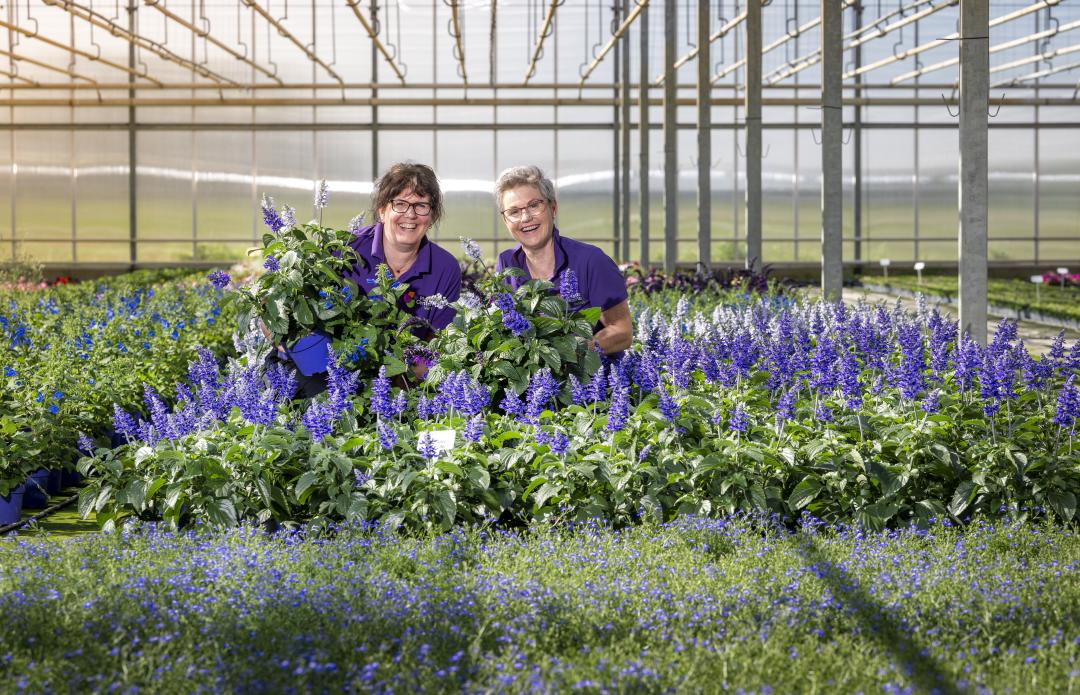 50 Euro Gutschein für das gesamte Sortiment vom Plantencentrum Velden 