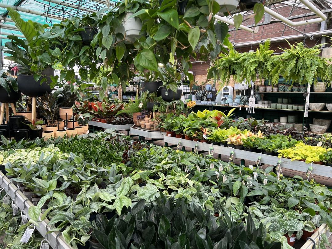 50 Euro Gutschein für das gesamte Sortiment vom Plantencentrum Velden 